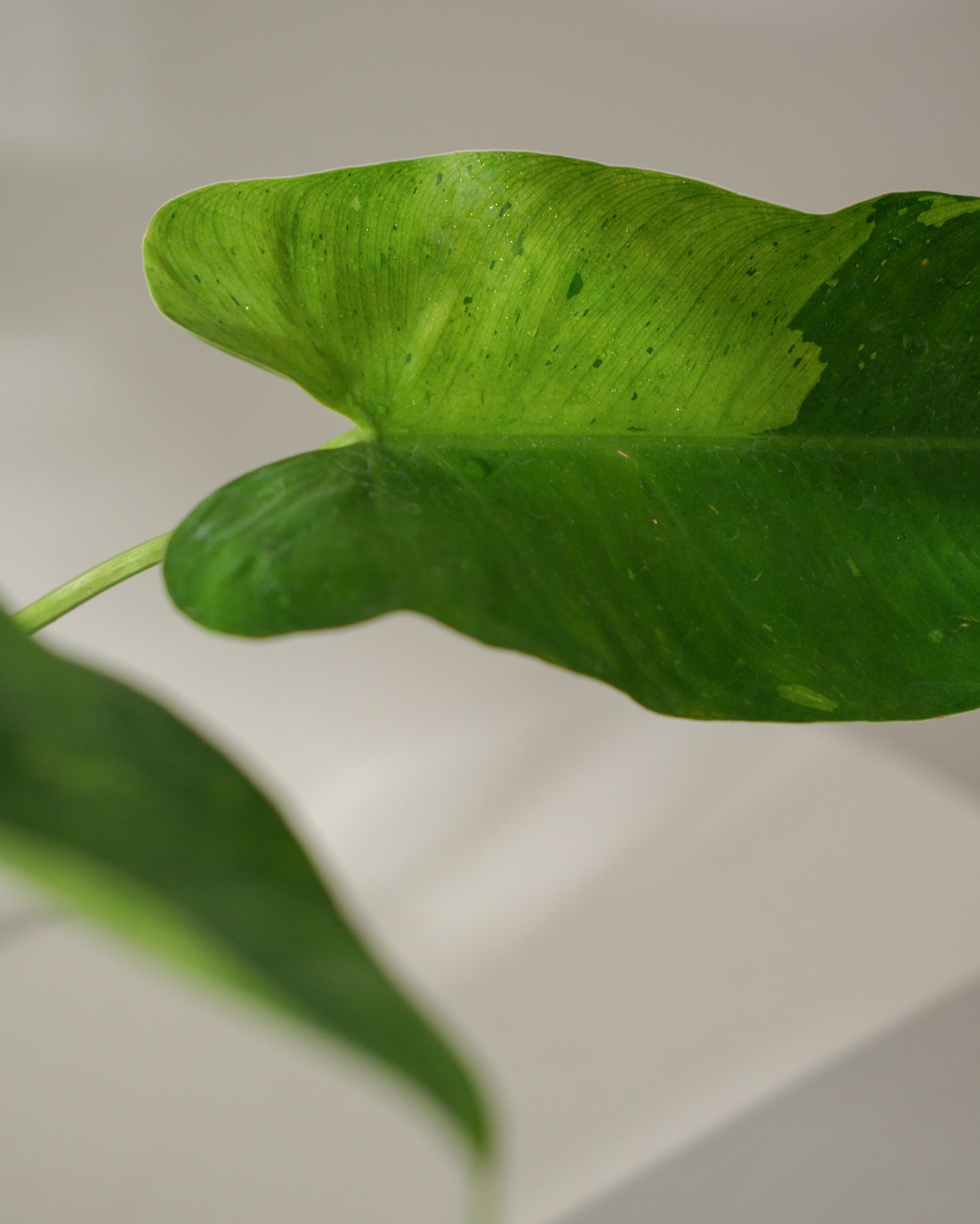 Variegated IMBE Philodendron