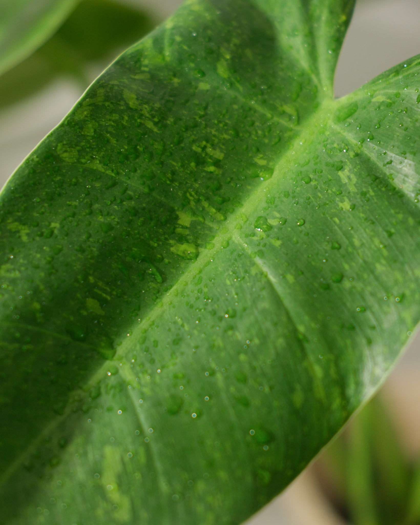 Variegated IMBE Philodendron