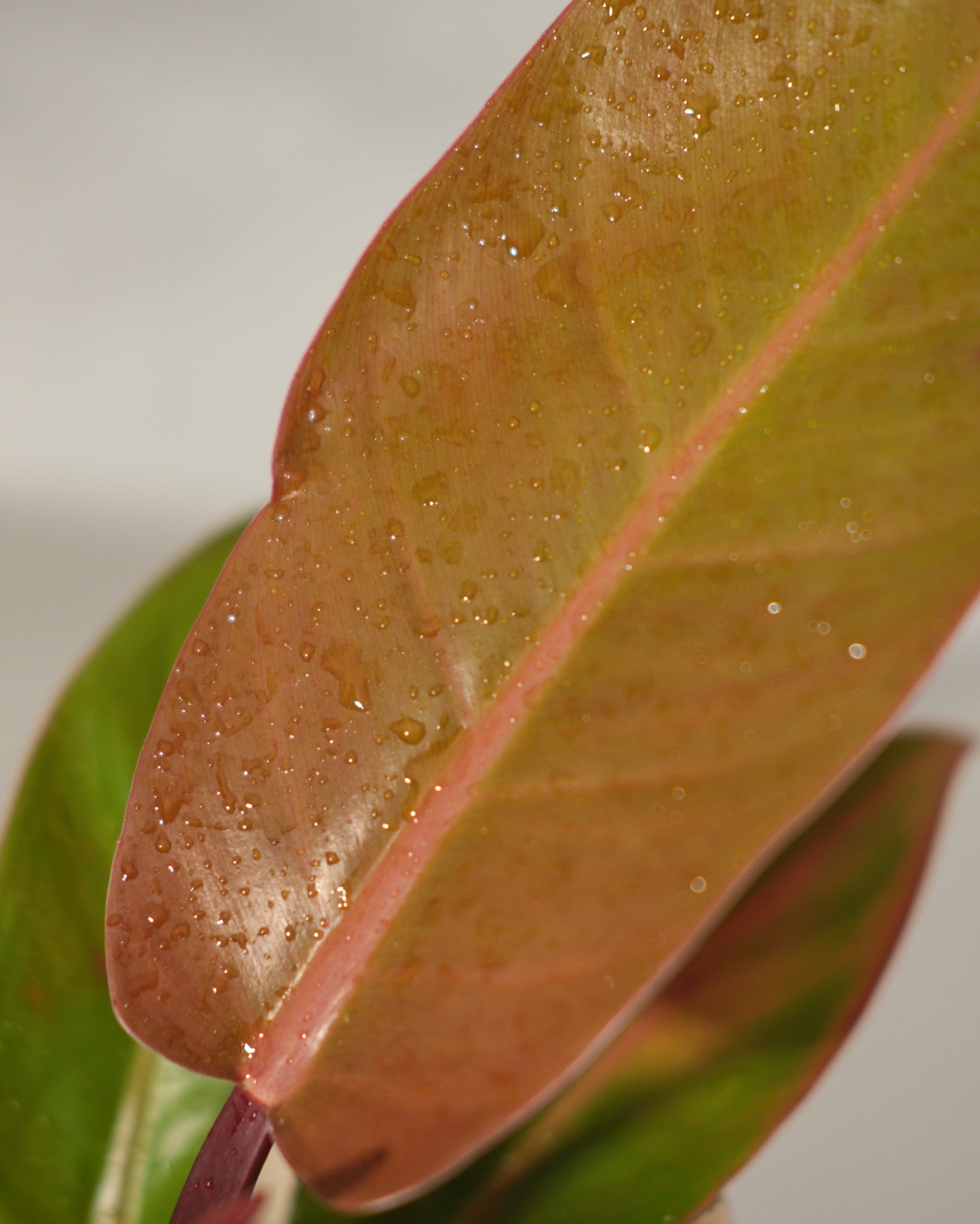 Prince of orange Philodendron