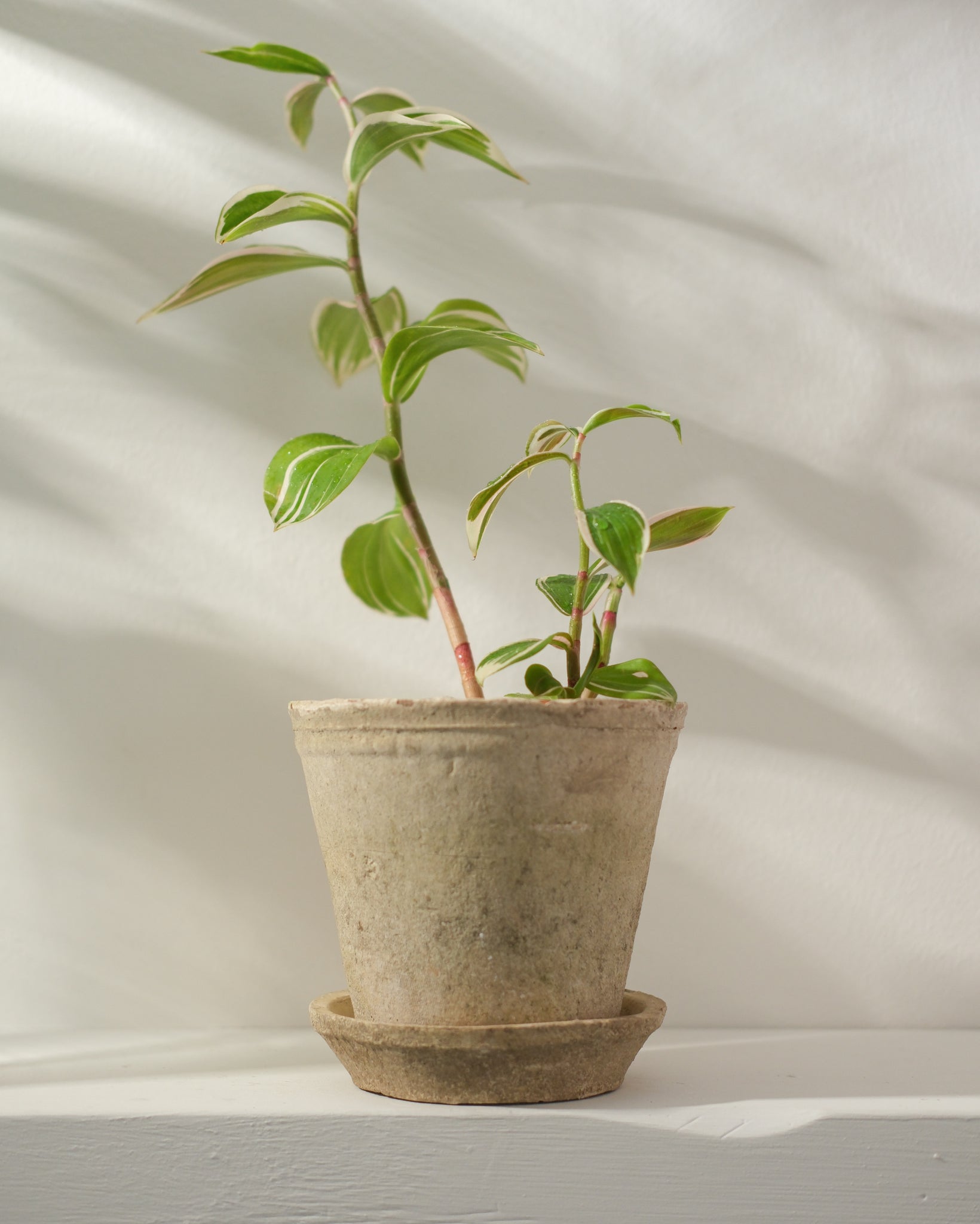 Variegated Spiral Ginger