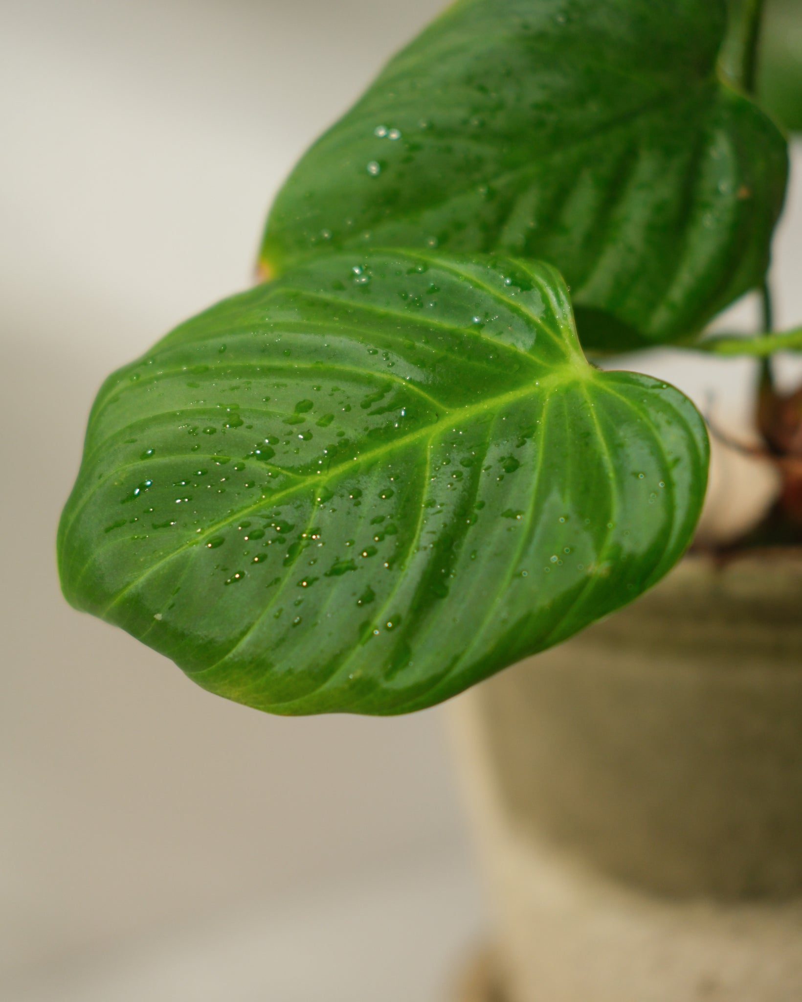 Fuzzy Petiole Philodendron