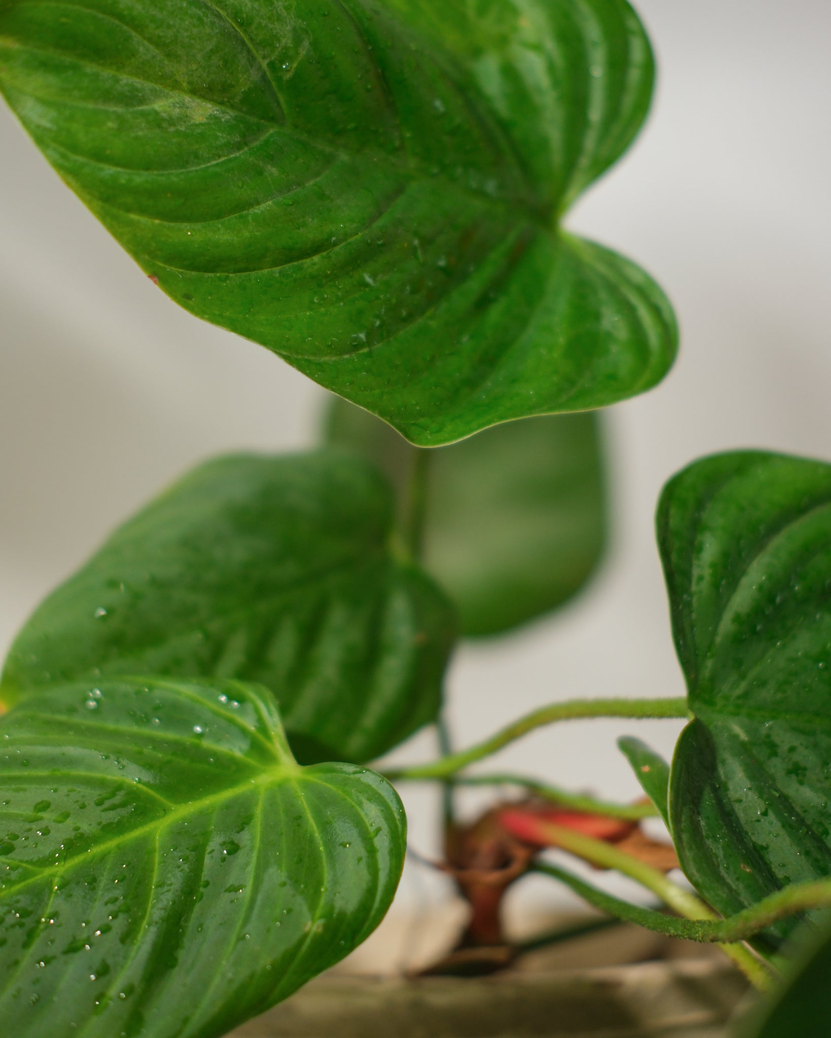 Fuzzy Petiole Philodendron