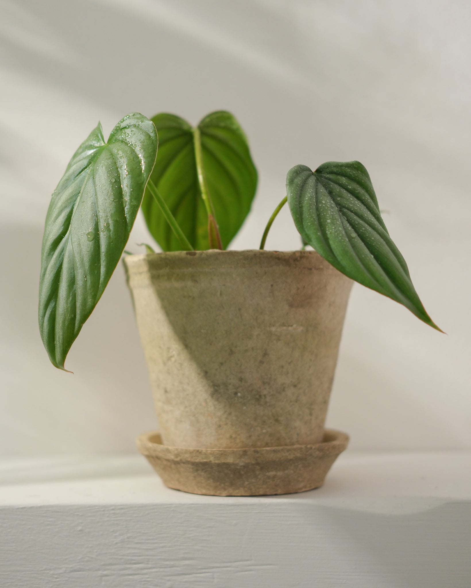 Philodendron sp Silver Angel