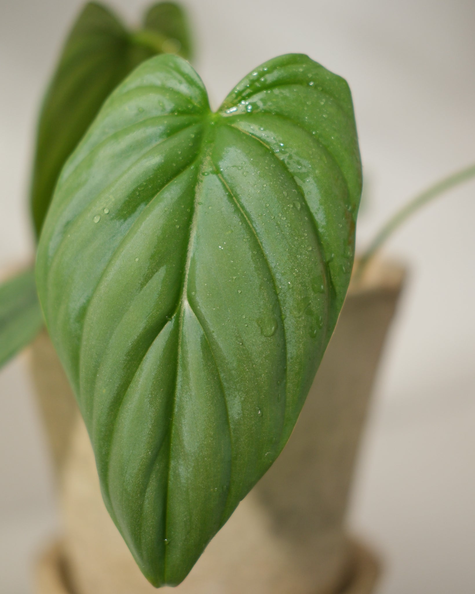 Philodendron sp Silver Angel