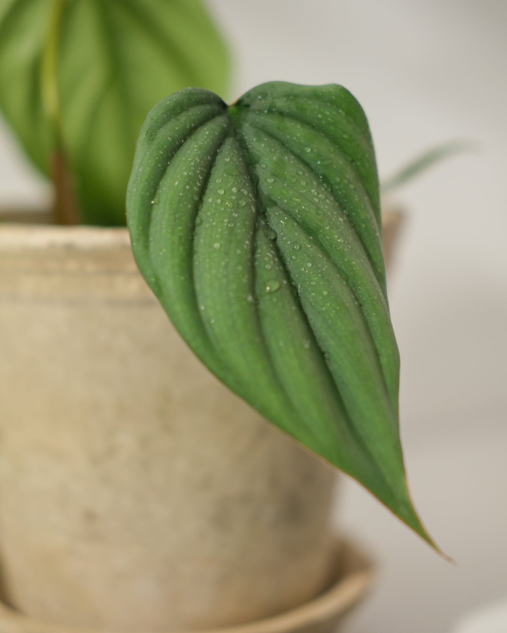 Philodendron sp Silver Angel