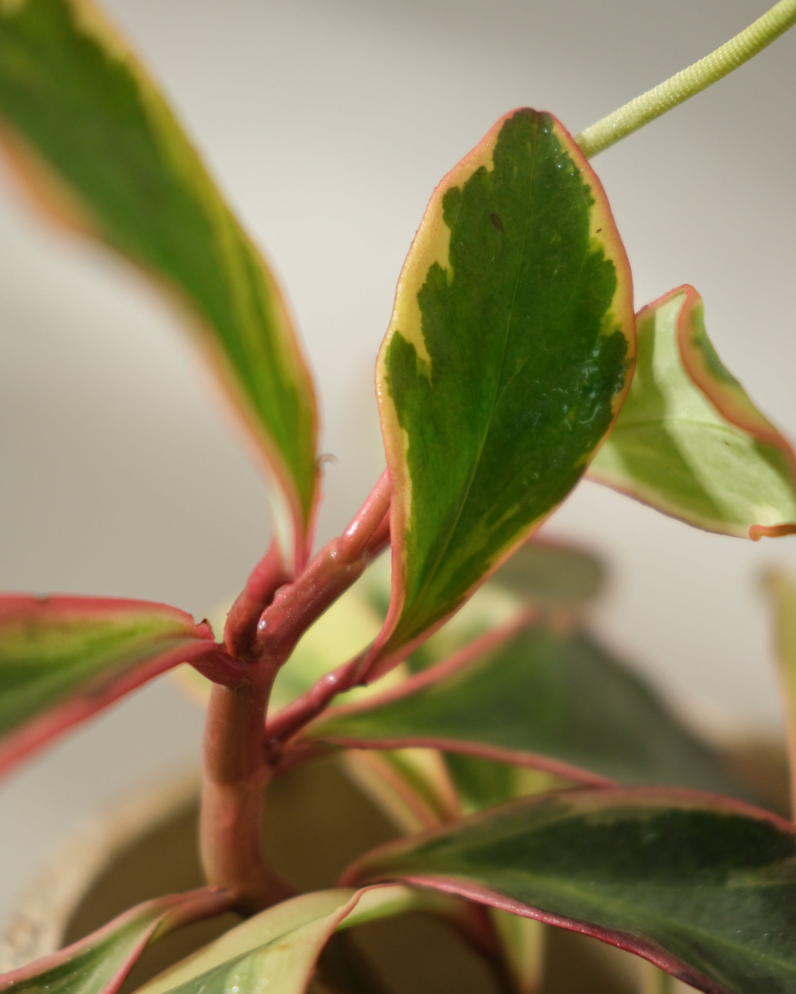 Peperomia Ginny