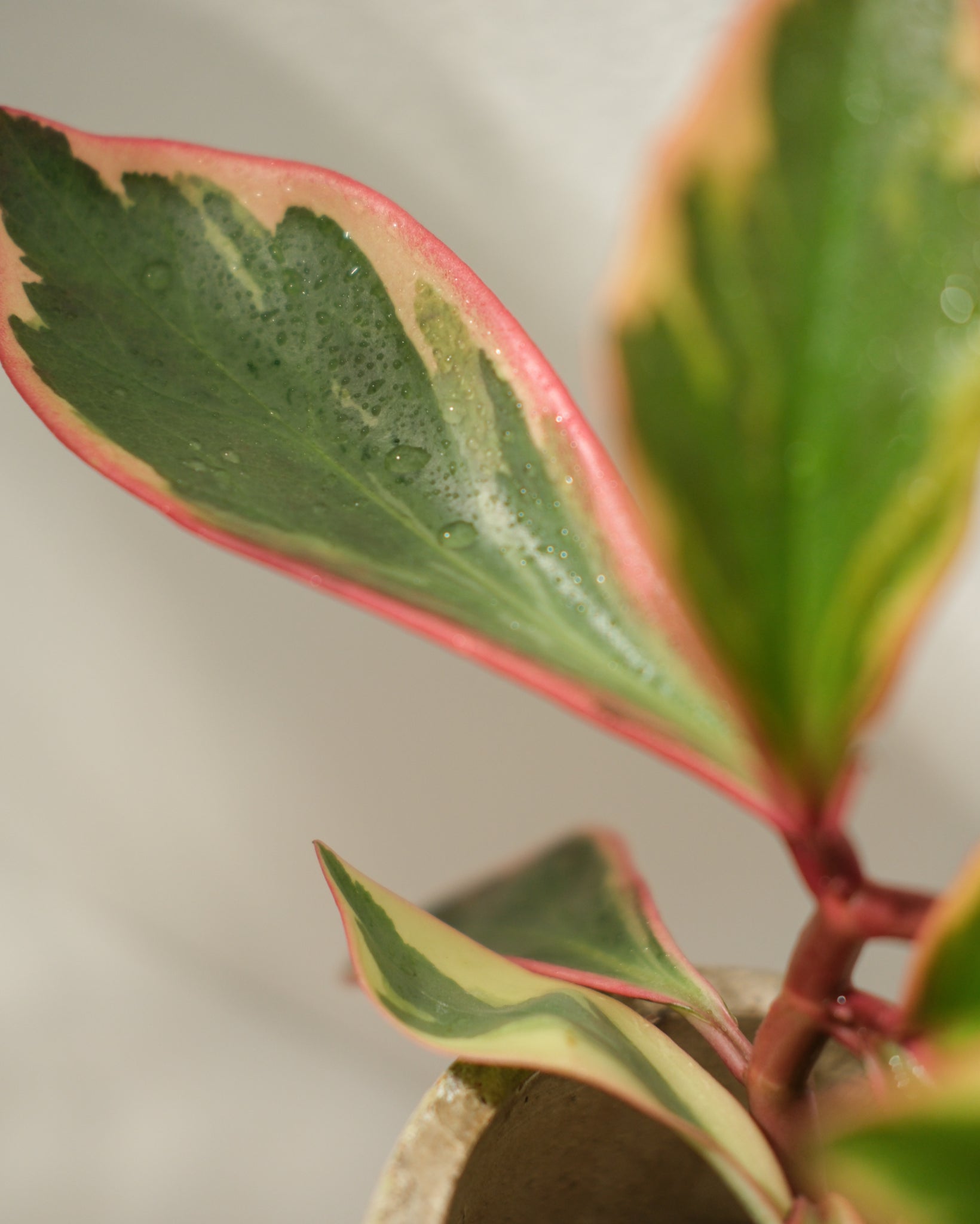 Peperomia Ginny