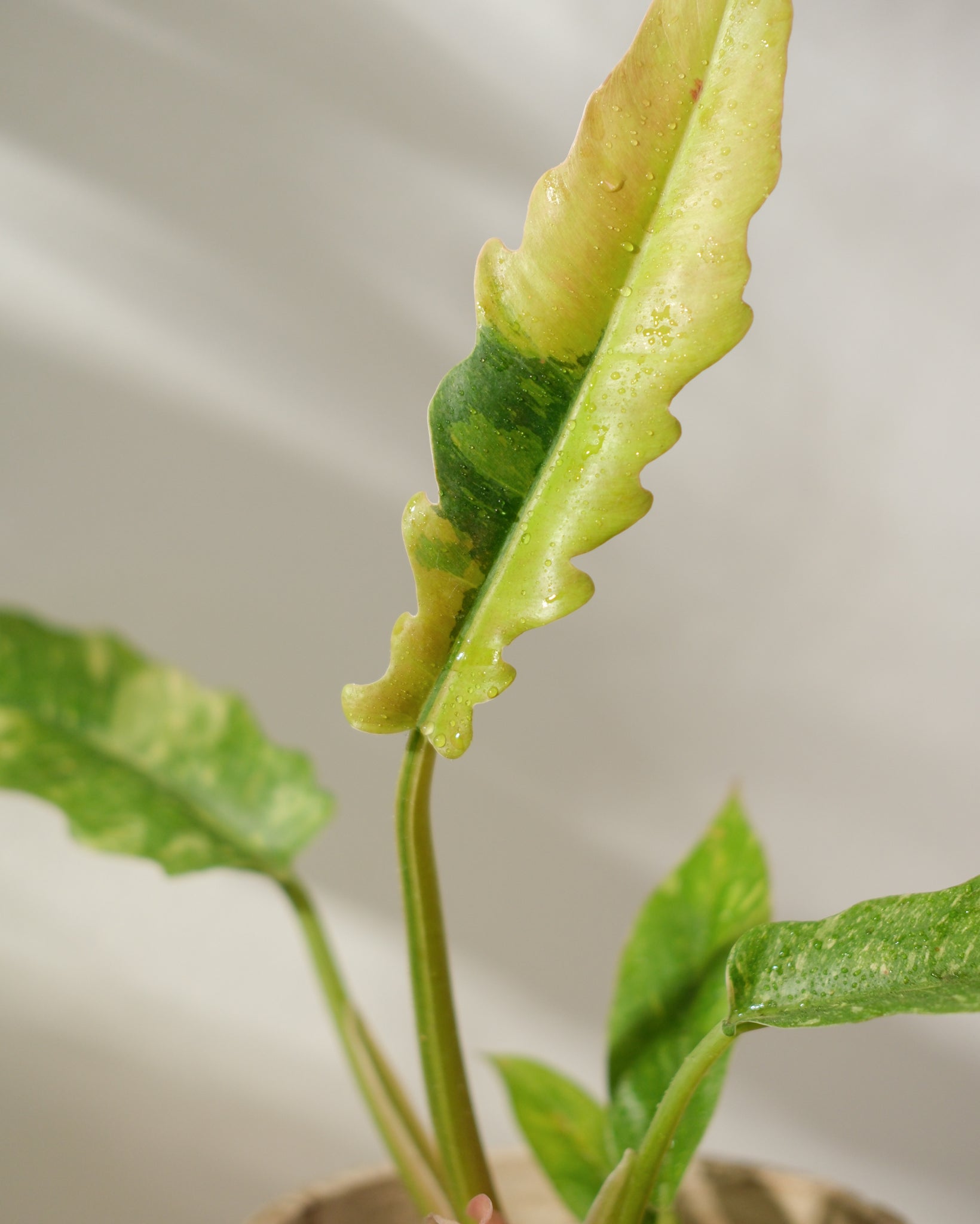 Philodendron Ring of Fire