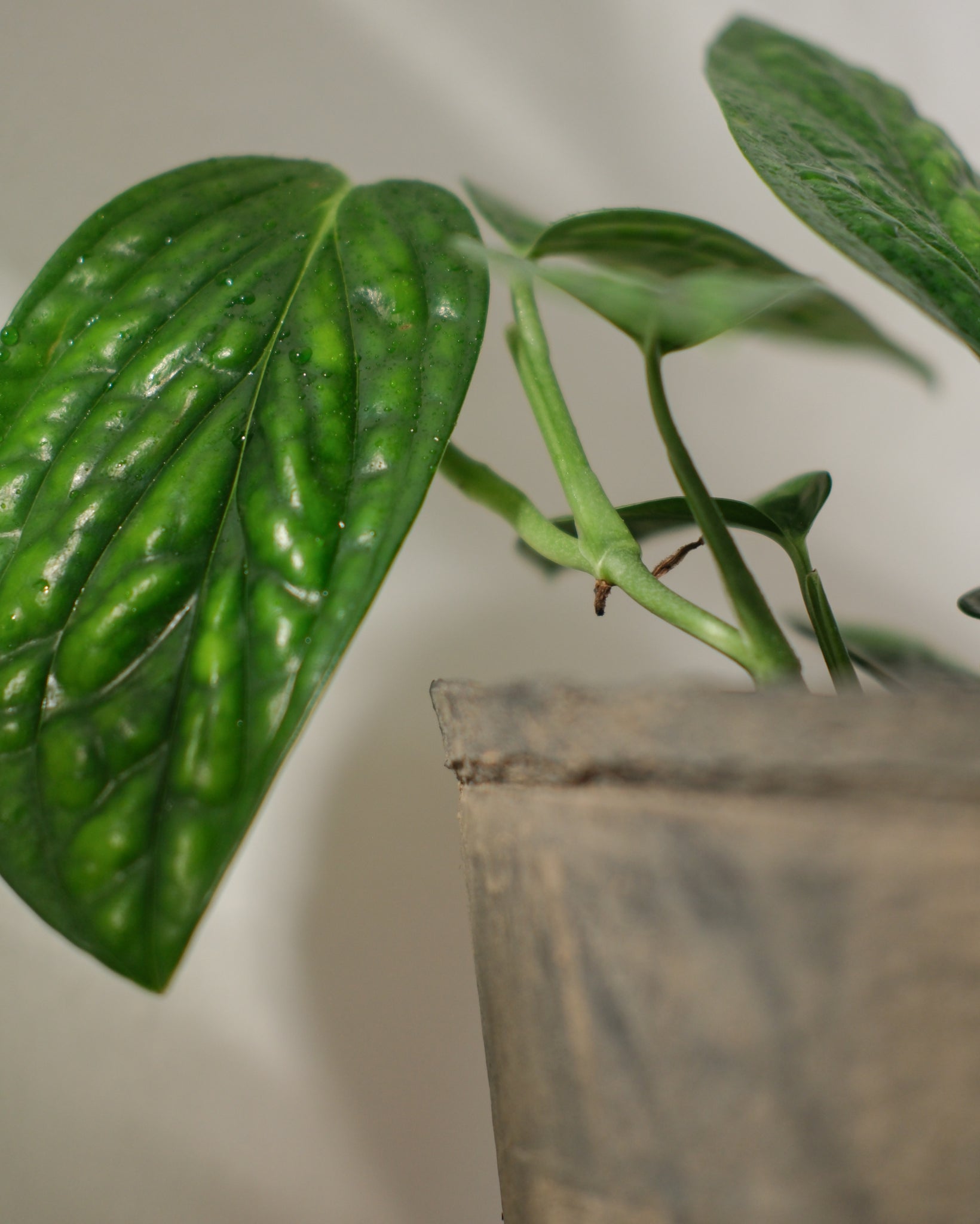 Monstera Peru