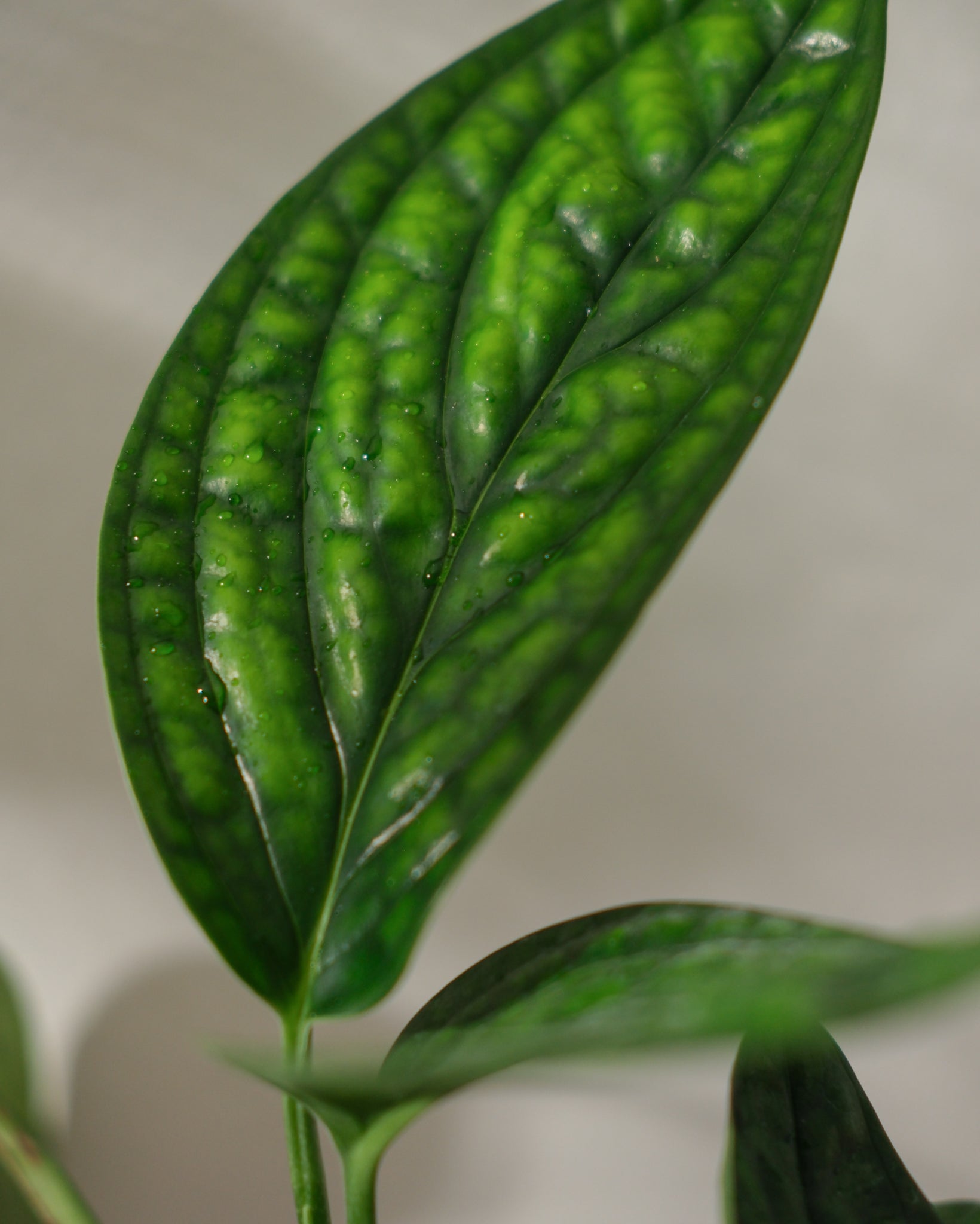 Monstera Peru