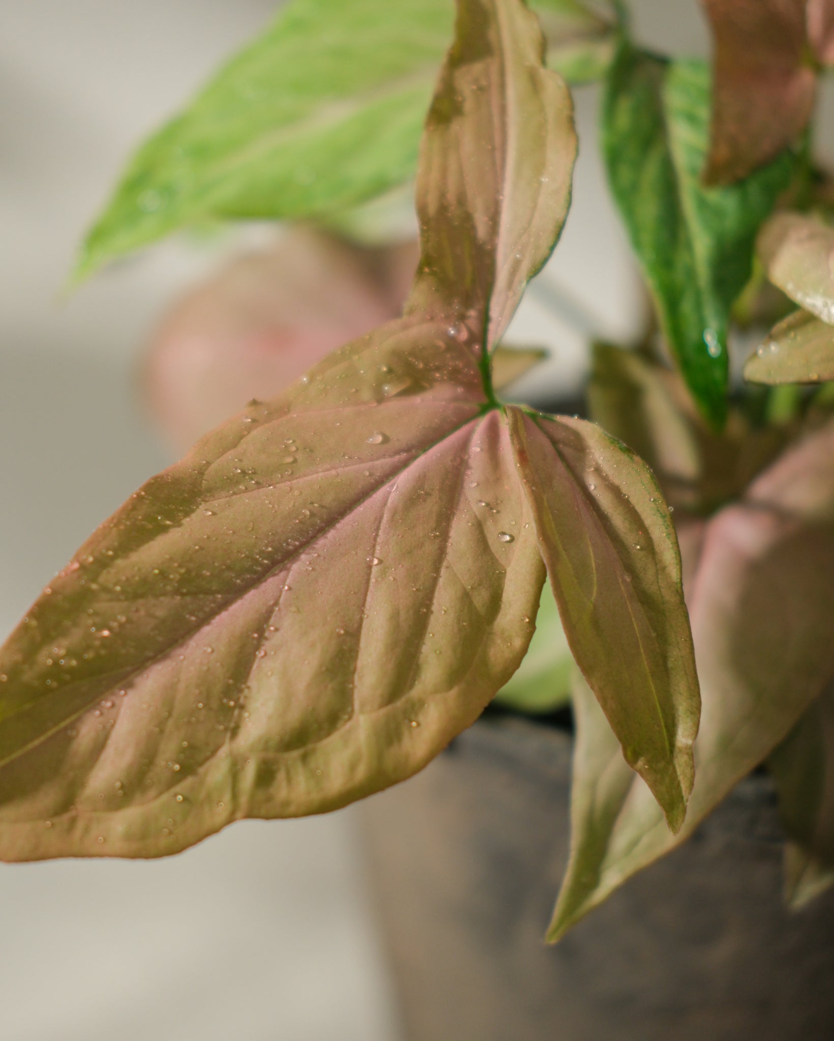 Pink Perfection Syngonium