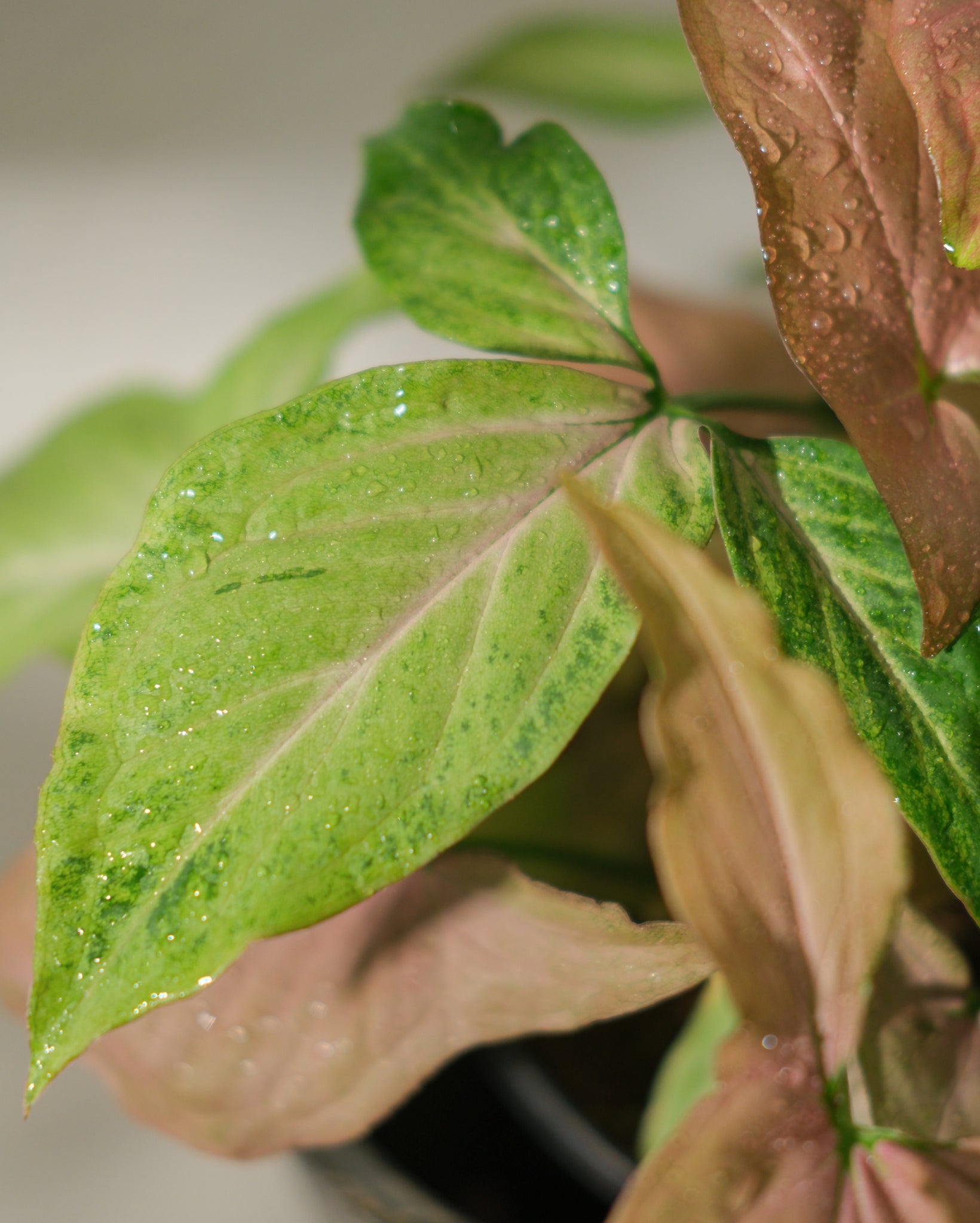 Pink Perfection Syngonium