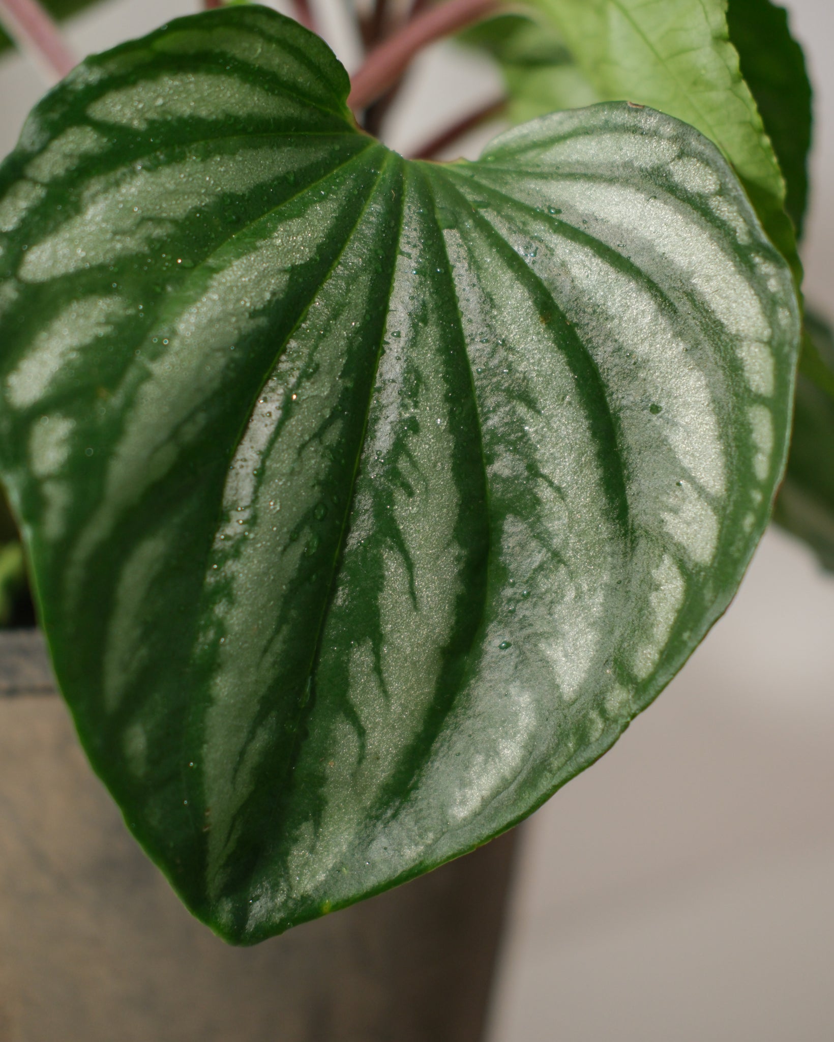 Peperomia Watermelon