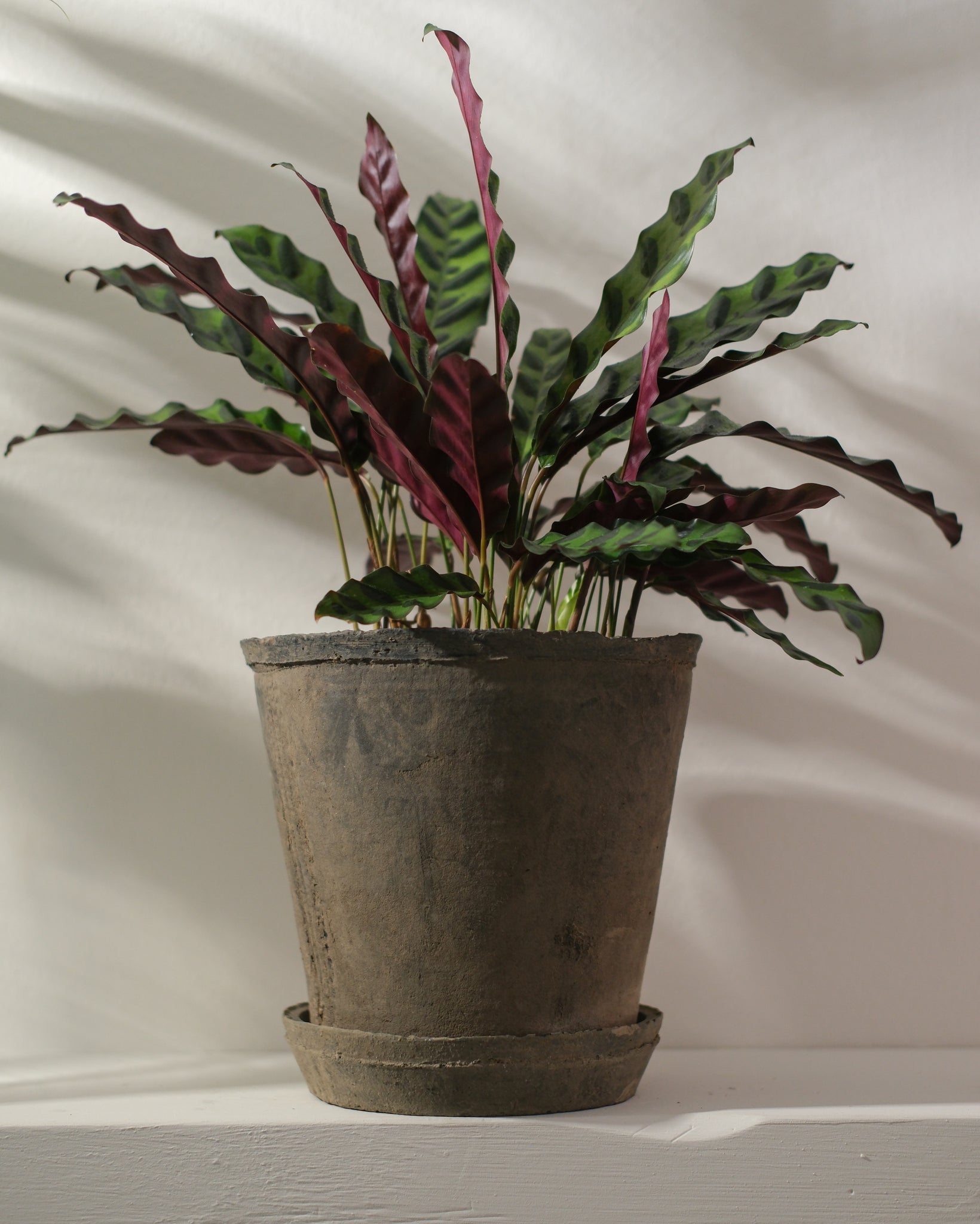 Calathea Rattlesnake