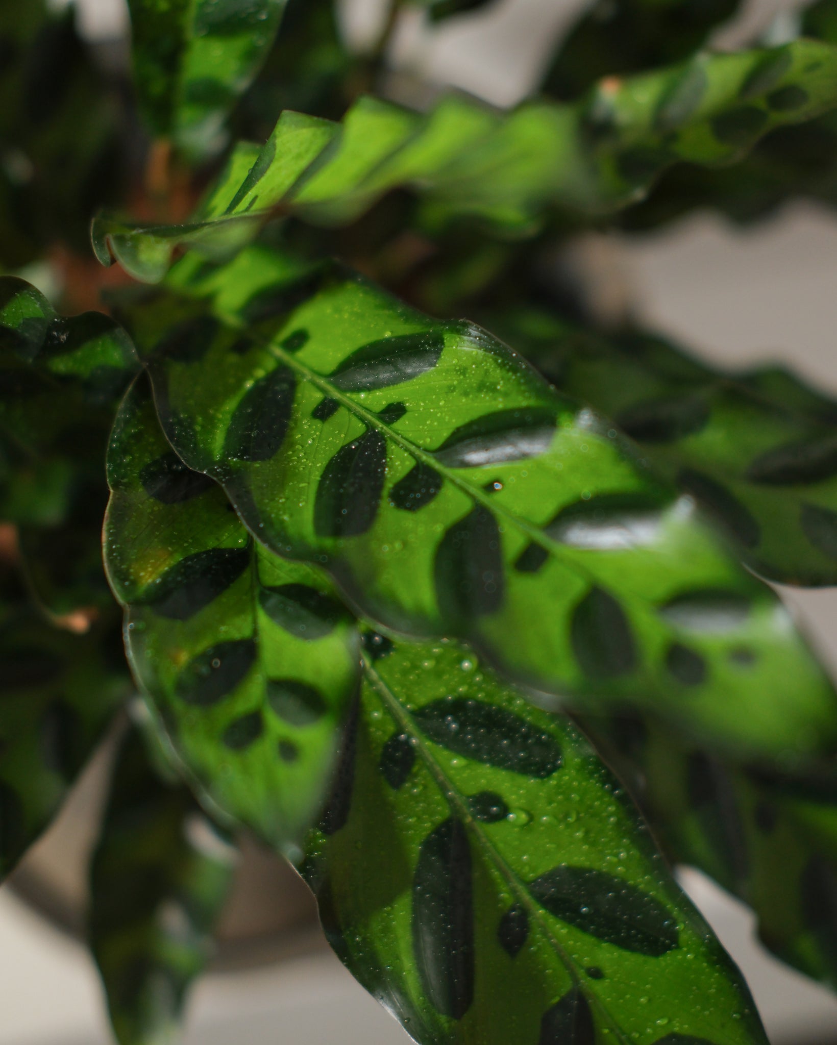 Calathea Rattlesnake