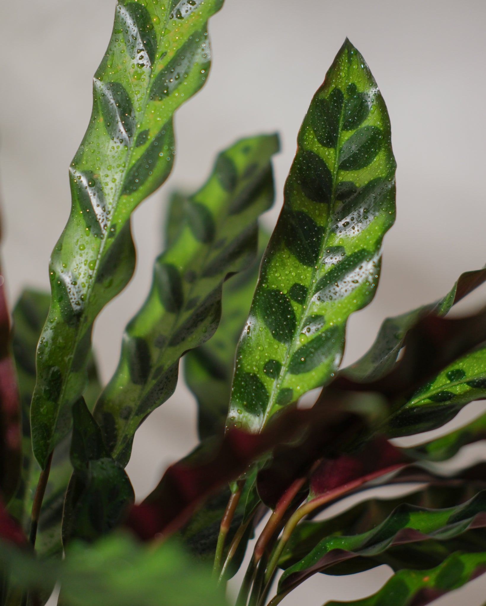 Calathea Rattlesnake