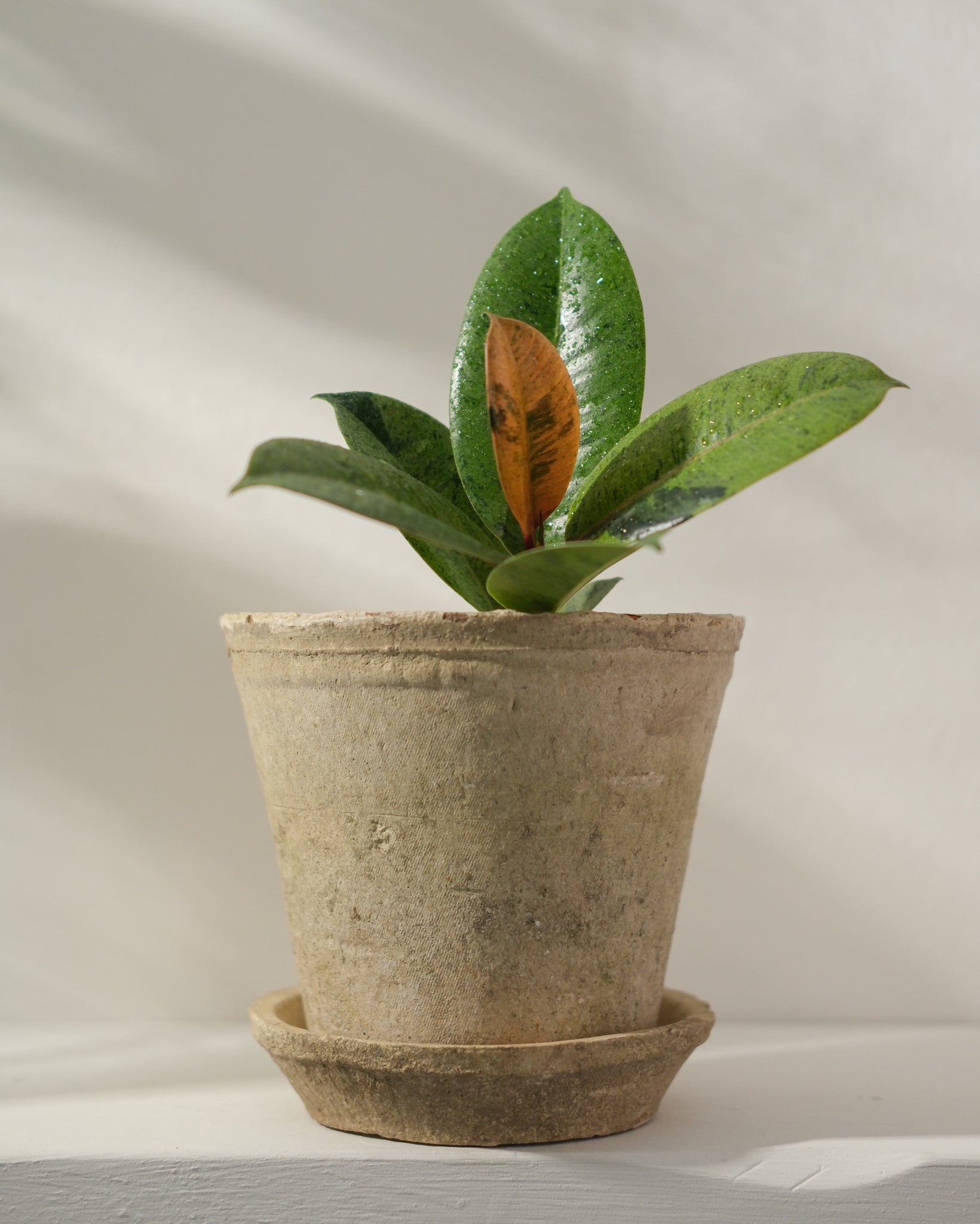 Shivereana Moonshine Ficus