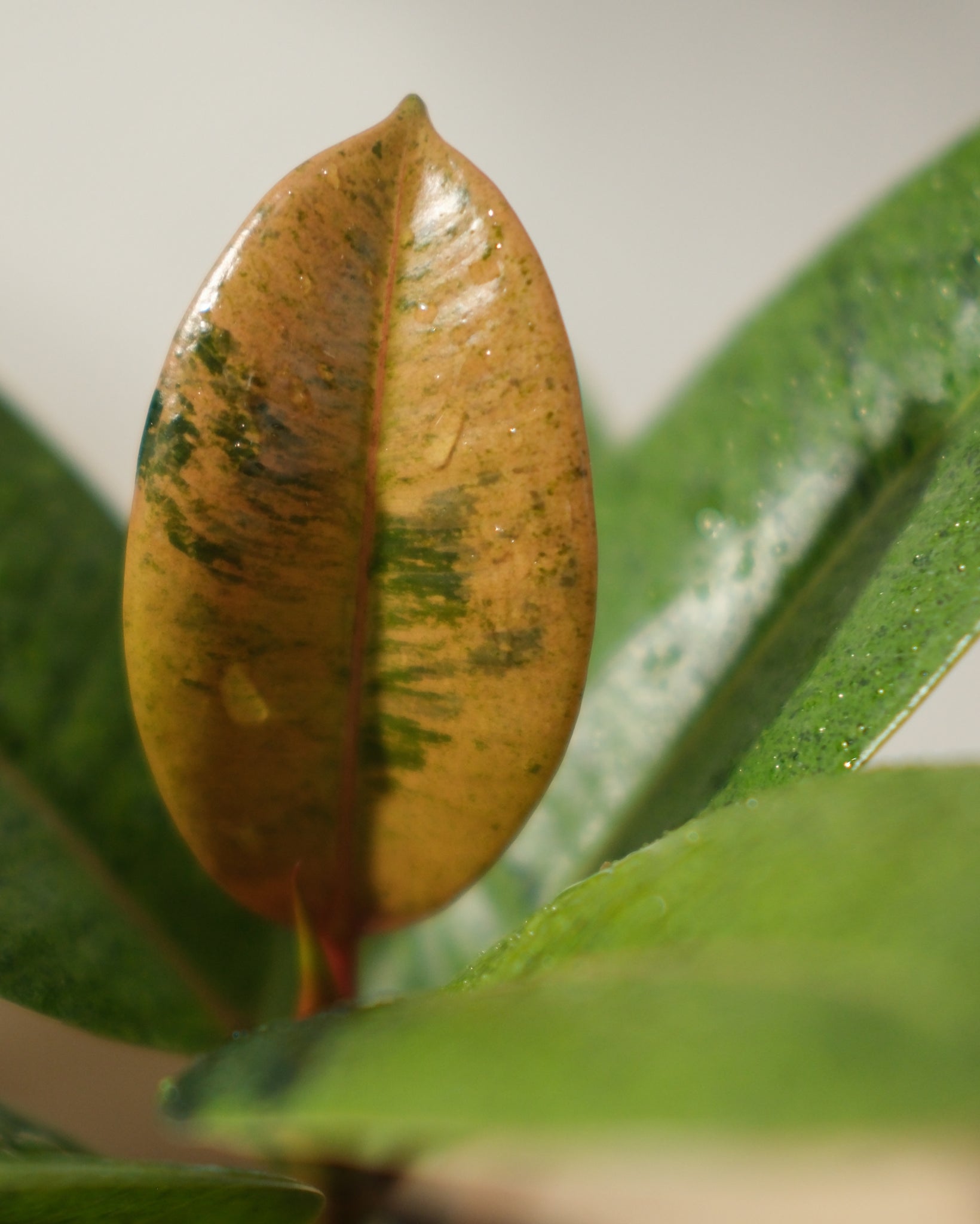 Shivereana Moonshine Ficus