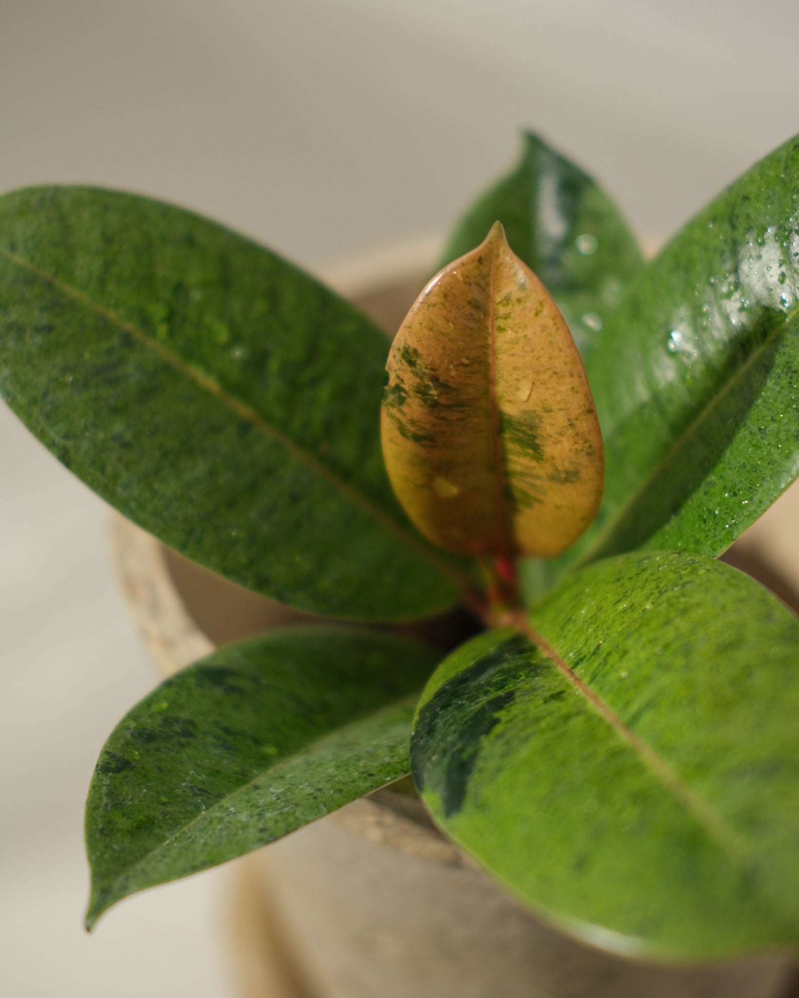 Shivereana Moonshine Ficus