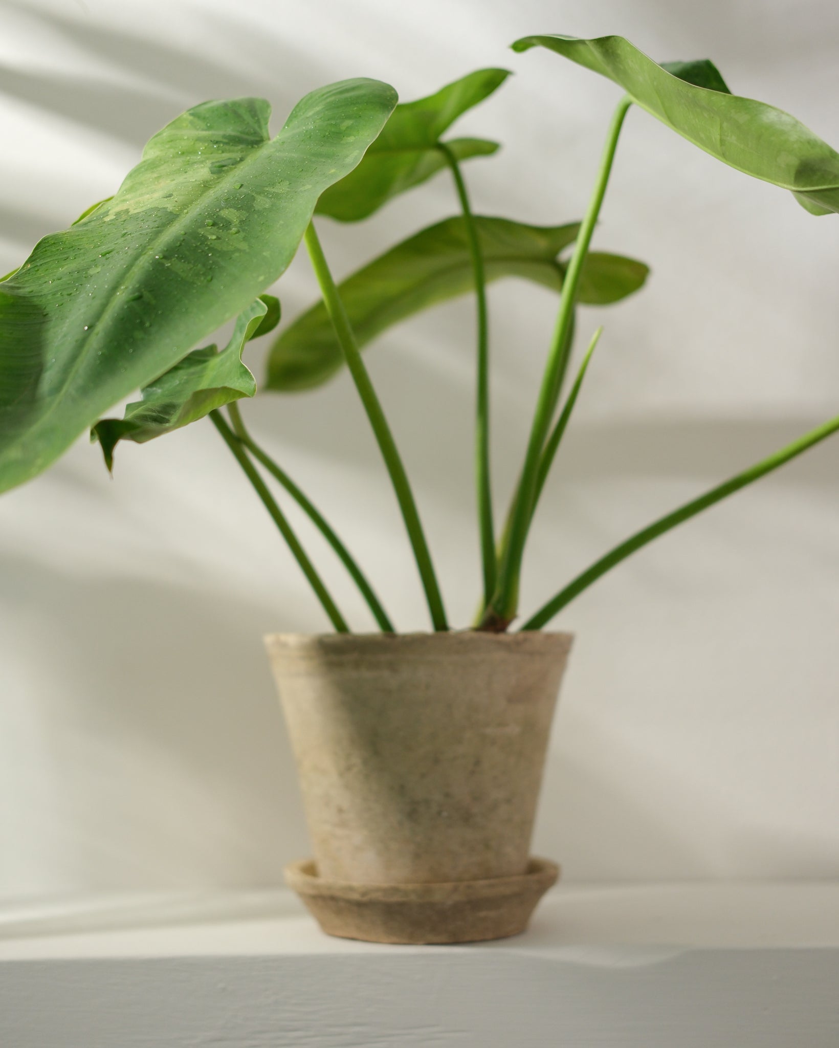 Variegated IMBE Philodendron